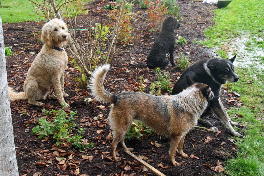 Cinnamon the Traveling Coonhound Long Beach Peninsula, Washington Why Dogs Love It There