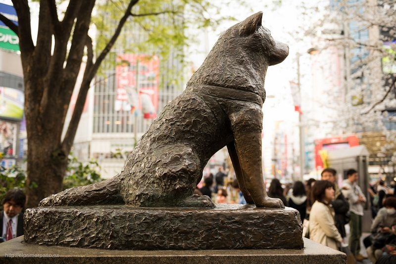 Estatua de Hachiko que guarda la historia de amor perruno después de la