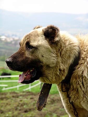 карачаевская овчарка волкодав