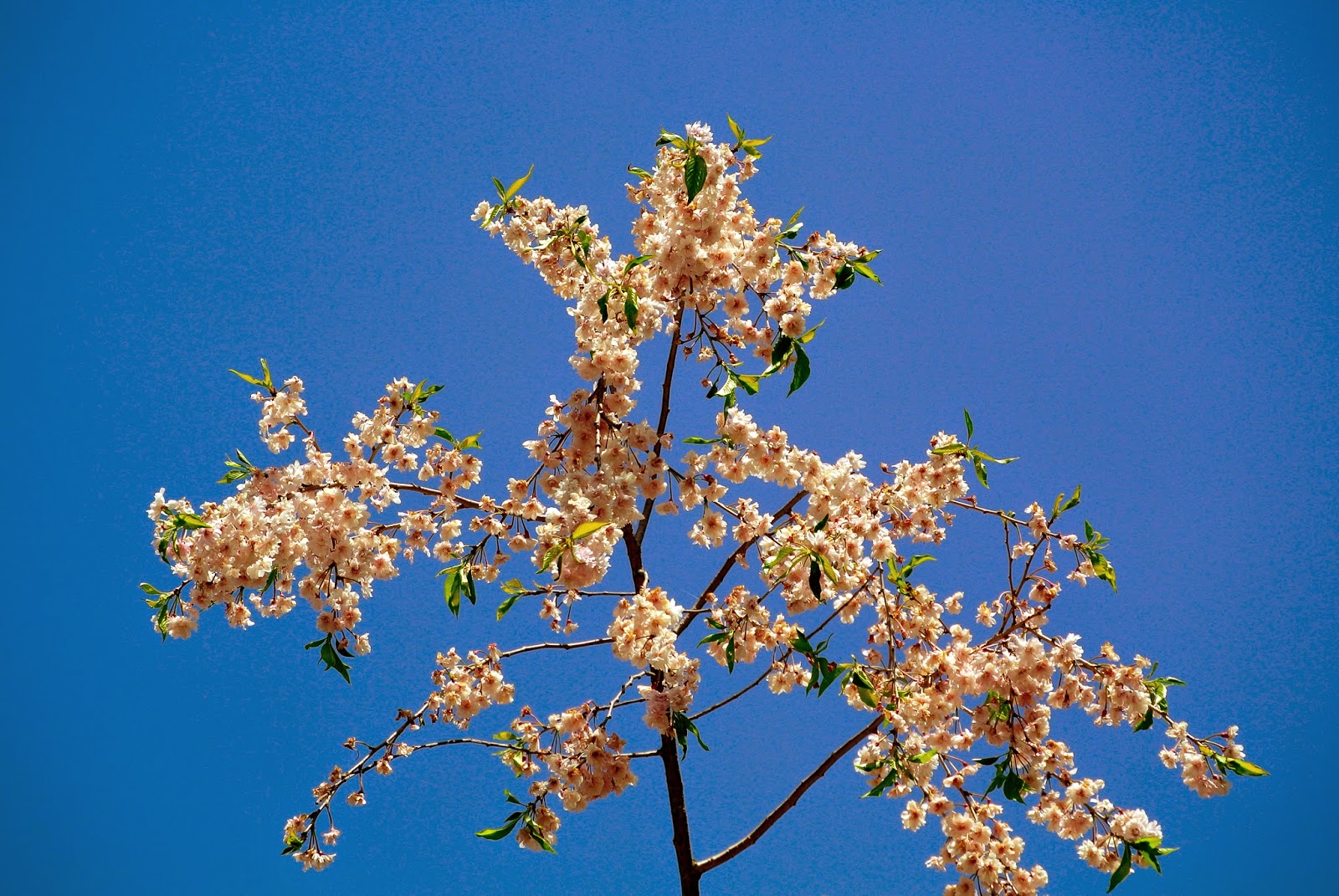 danielle abroad le mois de mai