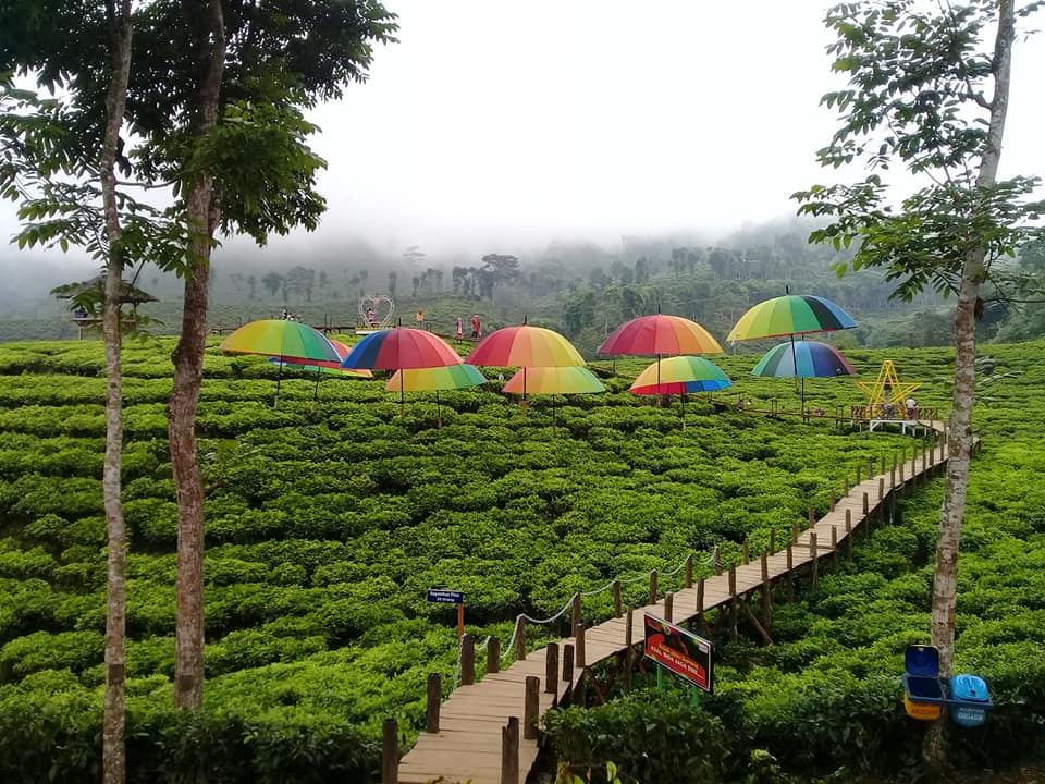 Destinasi Wisata Teh Hijau Gunung Gambir Wanawisata Destinasi Wisata Teh Hijau Gunung Gambir Wanawisata