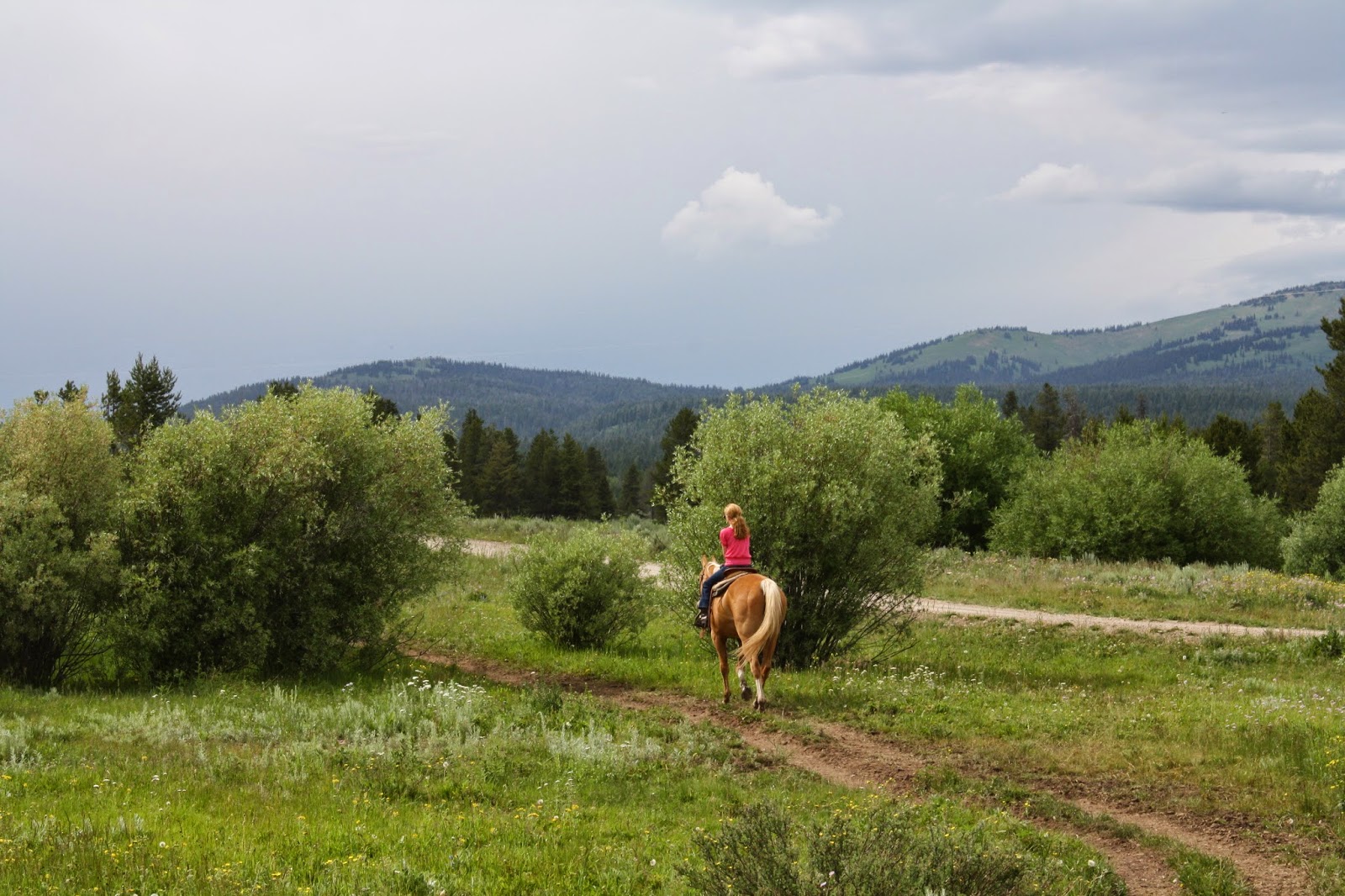 Yellowstone Horses 2018