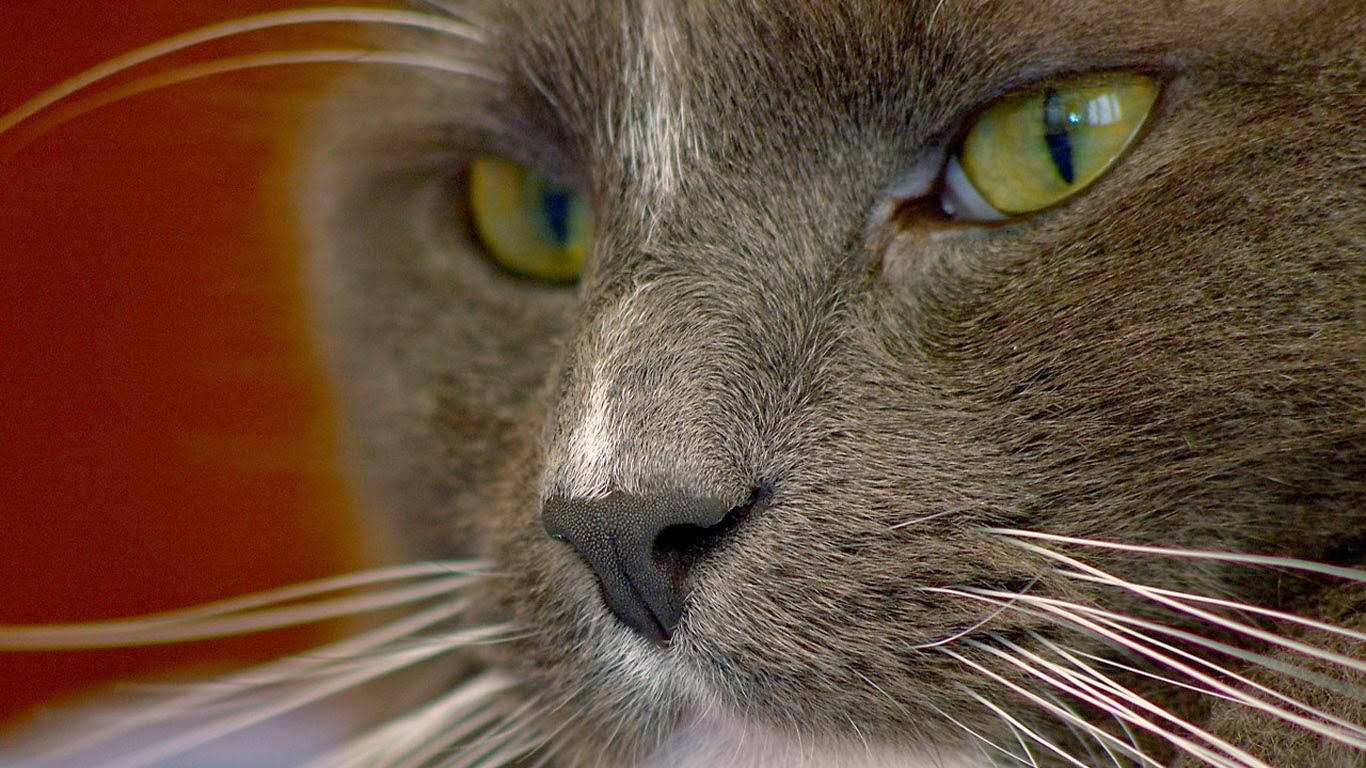 CAP: Cat Zoom Images