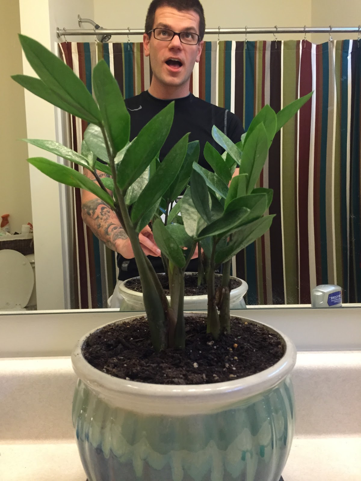 Loropetalum Chinese Fringe Flower Shrubs