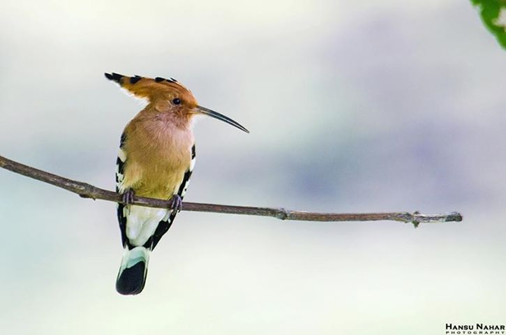 Tiny Bird Names These Tiny Birds Were a