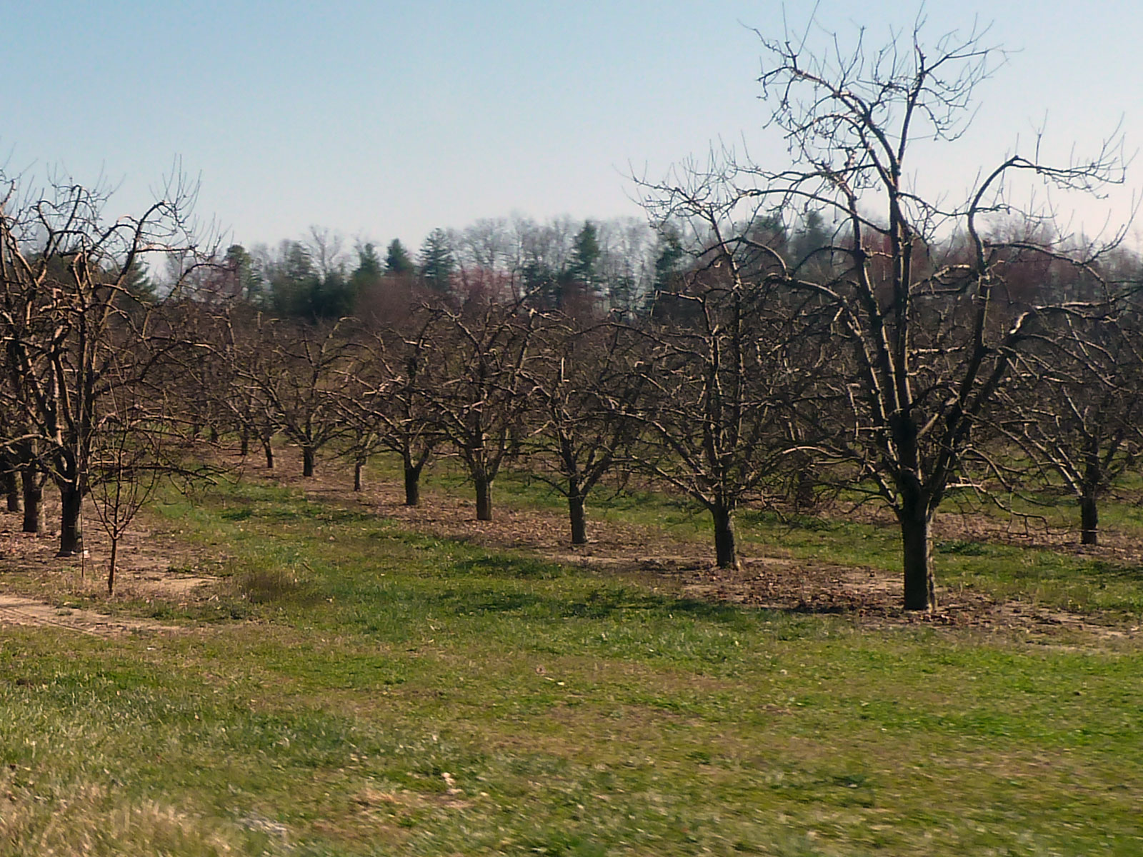 Our Harley Adventures Hendersonville, NC Apple Trees