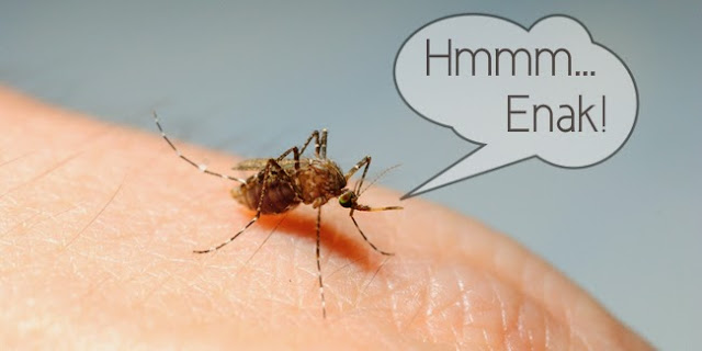 Waspadalah! Inilah 4 Jenis Nyamuk Yang Berbahaya Untuk Kesehatan Kita