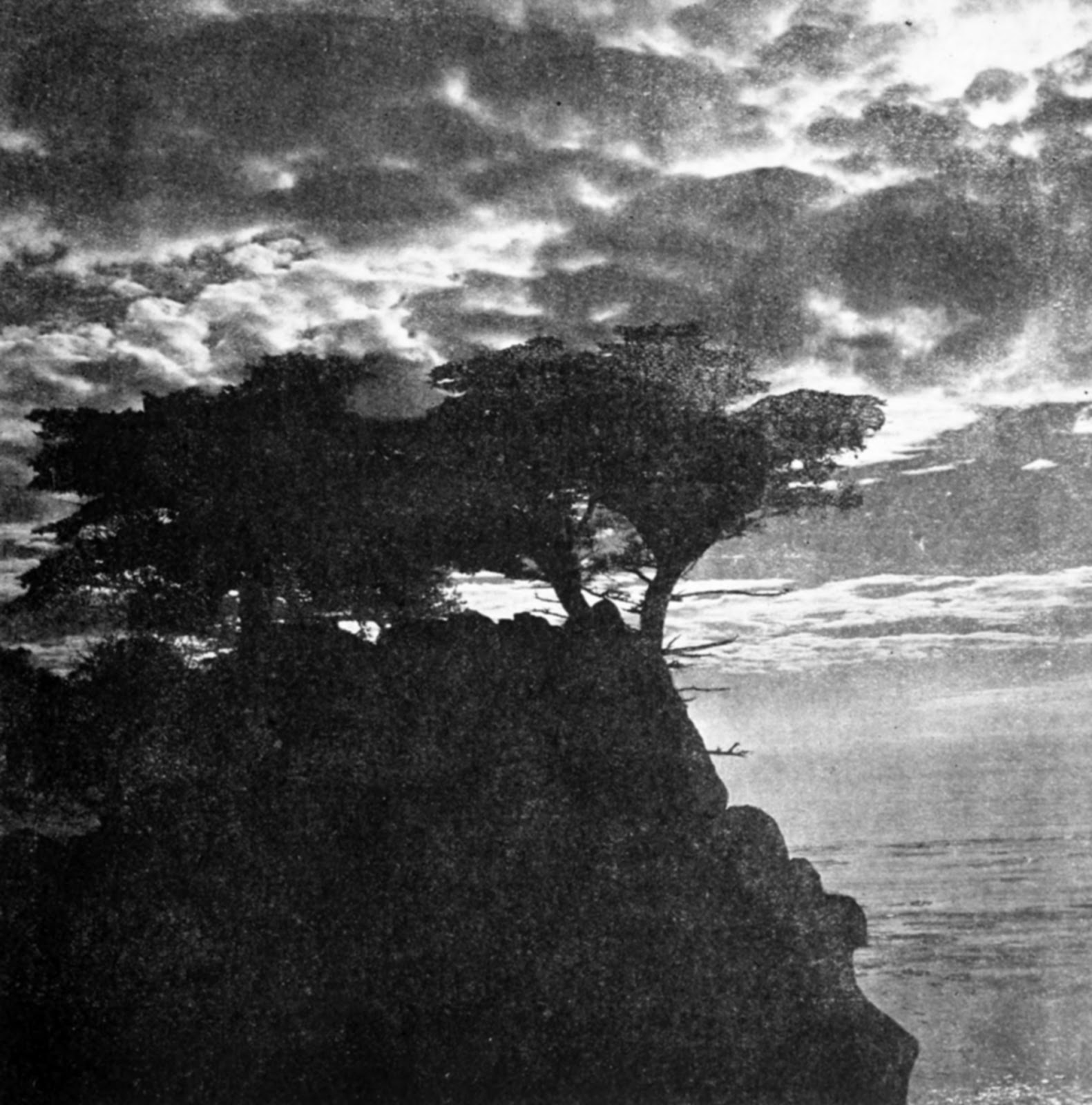 Data Deluge: Monterey Cypress (1919)