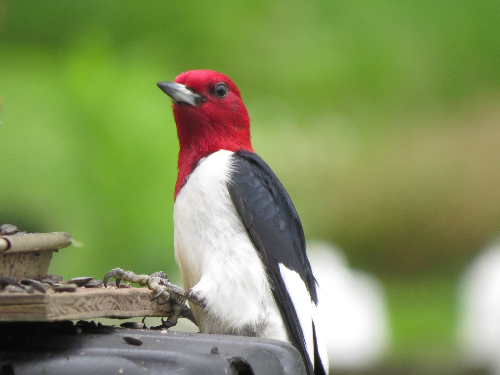 Red Jay Bird