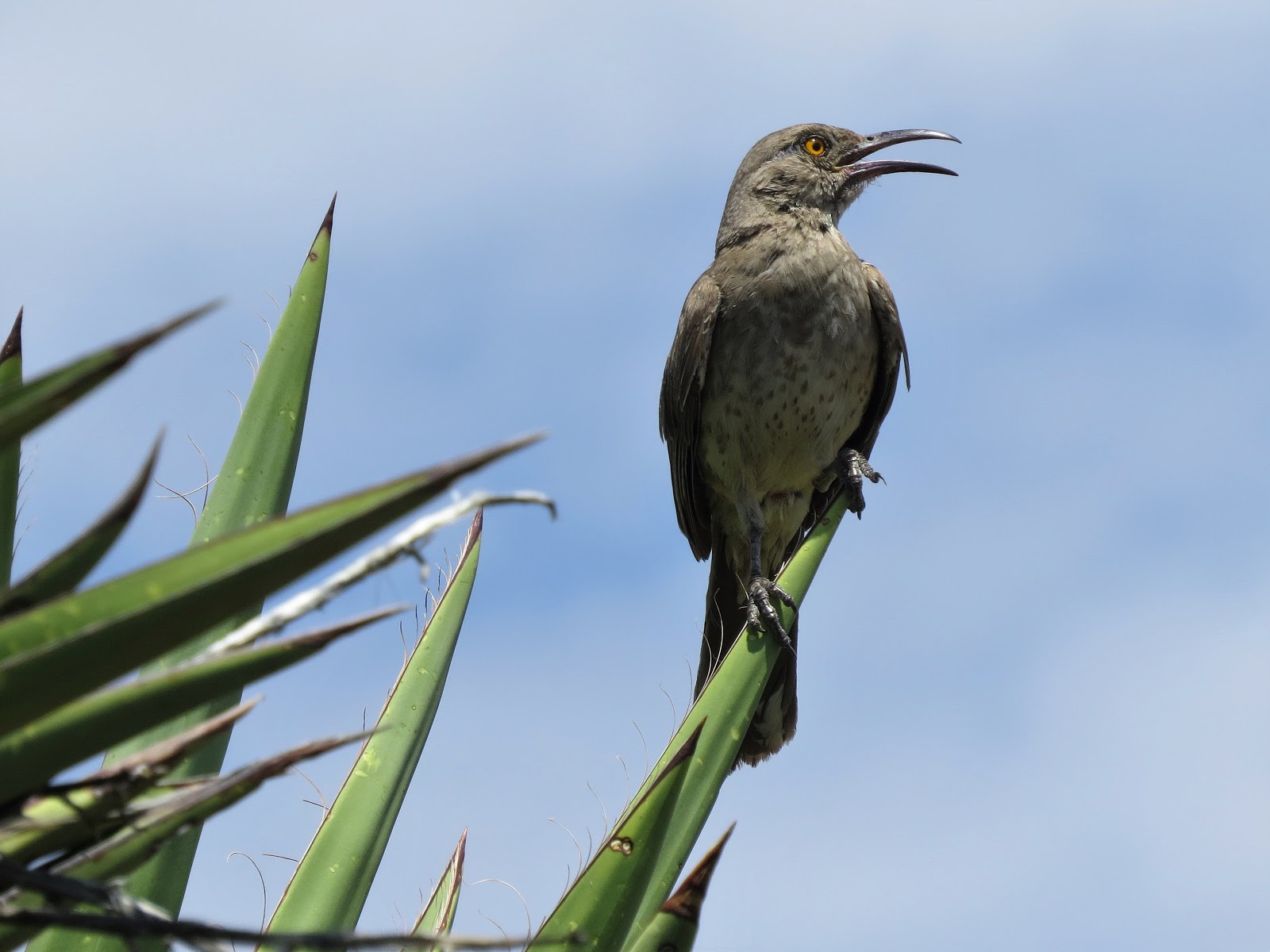 amateurnithologist: Curve-billed Thrasher
