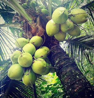  Kelapa adalah satu buah yang sangat familiar dan siapapun pasti sudah tidak asing lagi ak Manfaat Air Kelapa Mengatasi Keracunan Dan Cara Mengobatinya