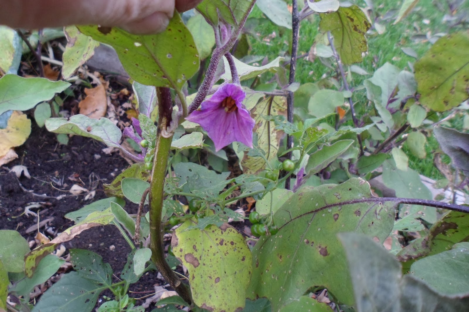 The Perennial Agriculturalist iuncg asparagus bed