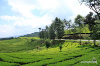 perkebunan teh rancabali ciwidey