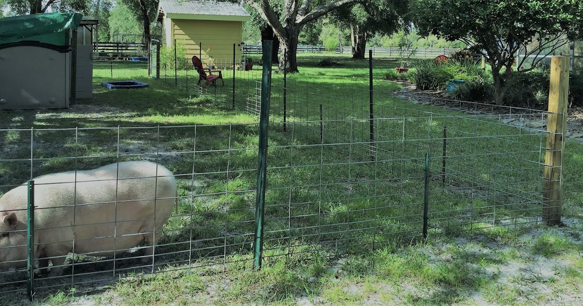 Pot Bellied Pigs Blog Fencing For The Pet Pig