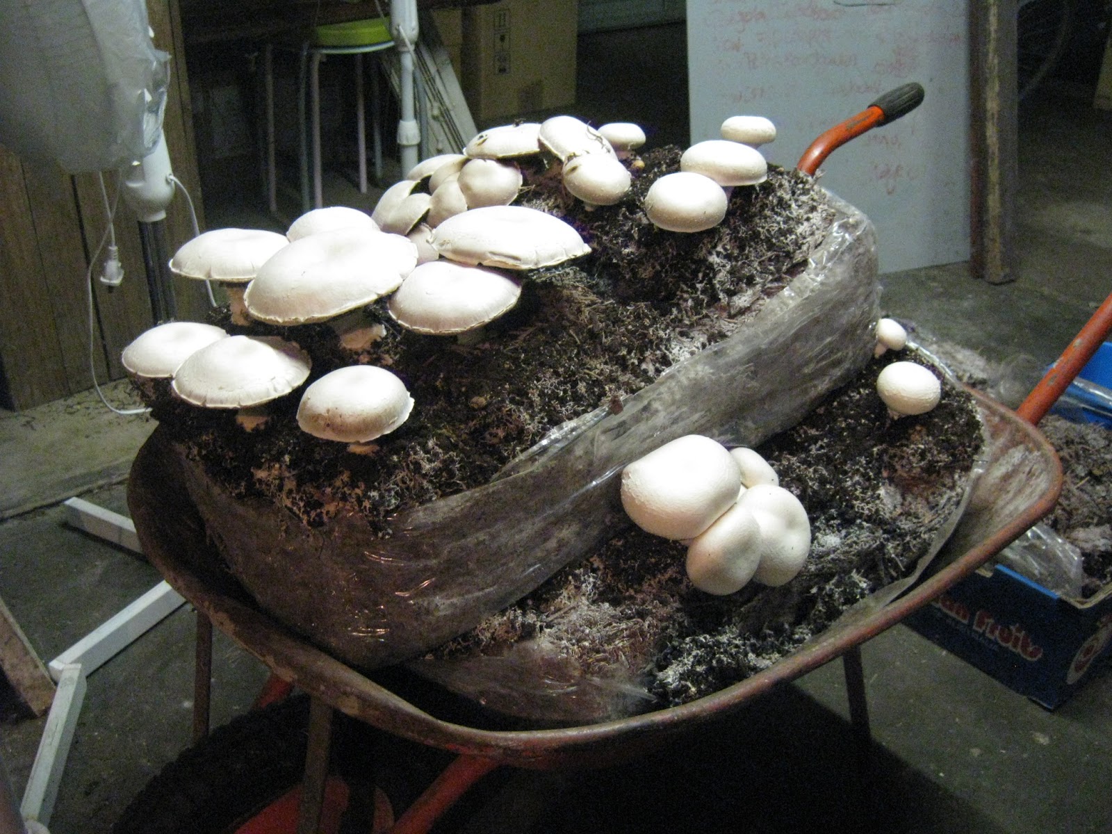 Growing your own mushrooms at home!