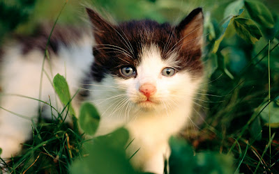  cute tuxedo cat 
