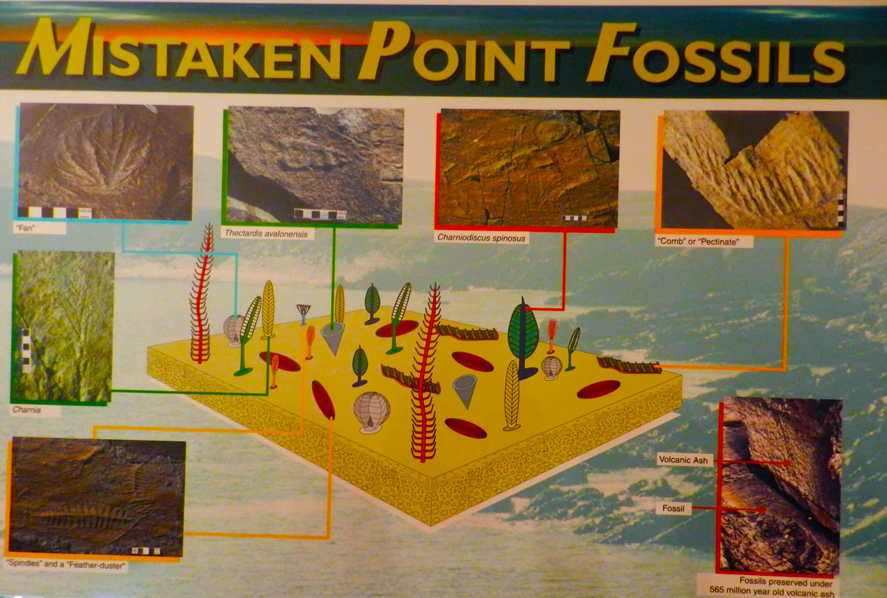 Coffee With Hallelujah MISTAKEN POINT ECOLOGICAL RESERVE THE MOST