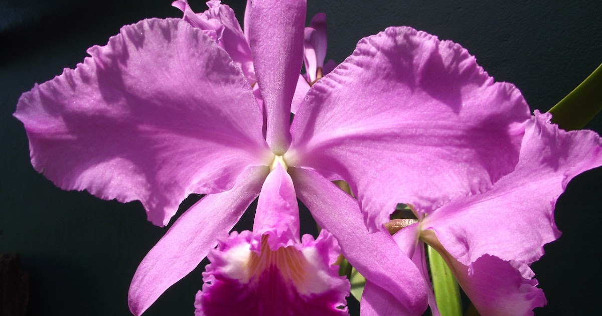 Cattleya warneri tipo