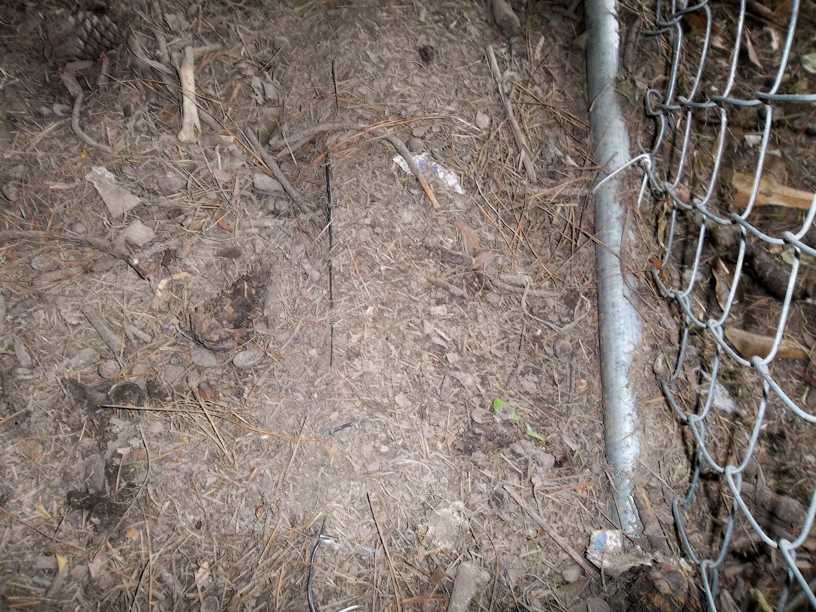 PRACTICAL PARSIMONY Prevent Predators Digging Under Chicken Pen