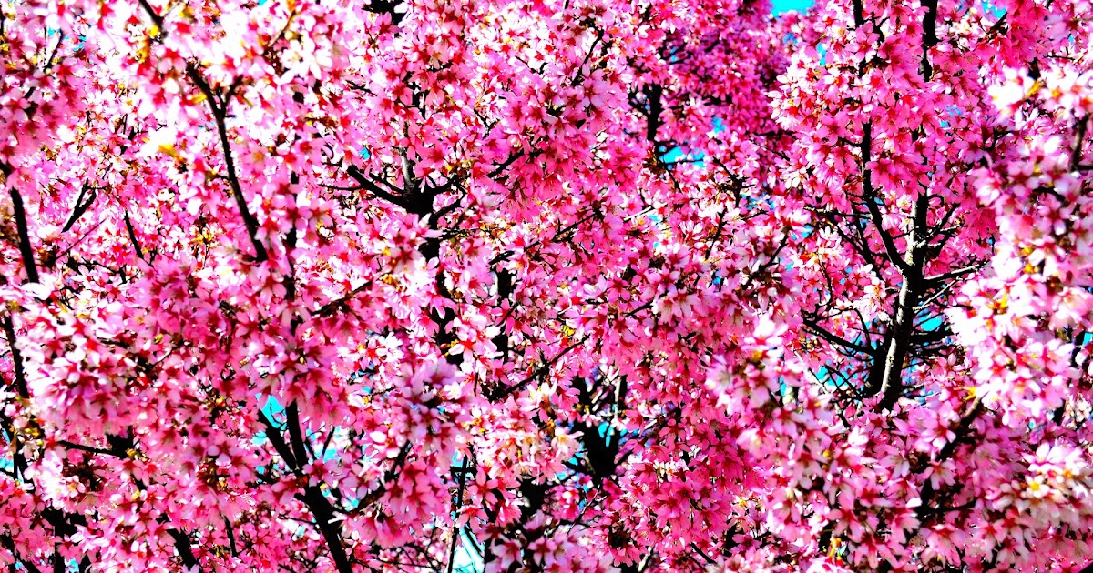 Sparkly, Shiny Things: Springtime trees