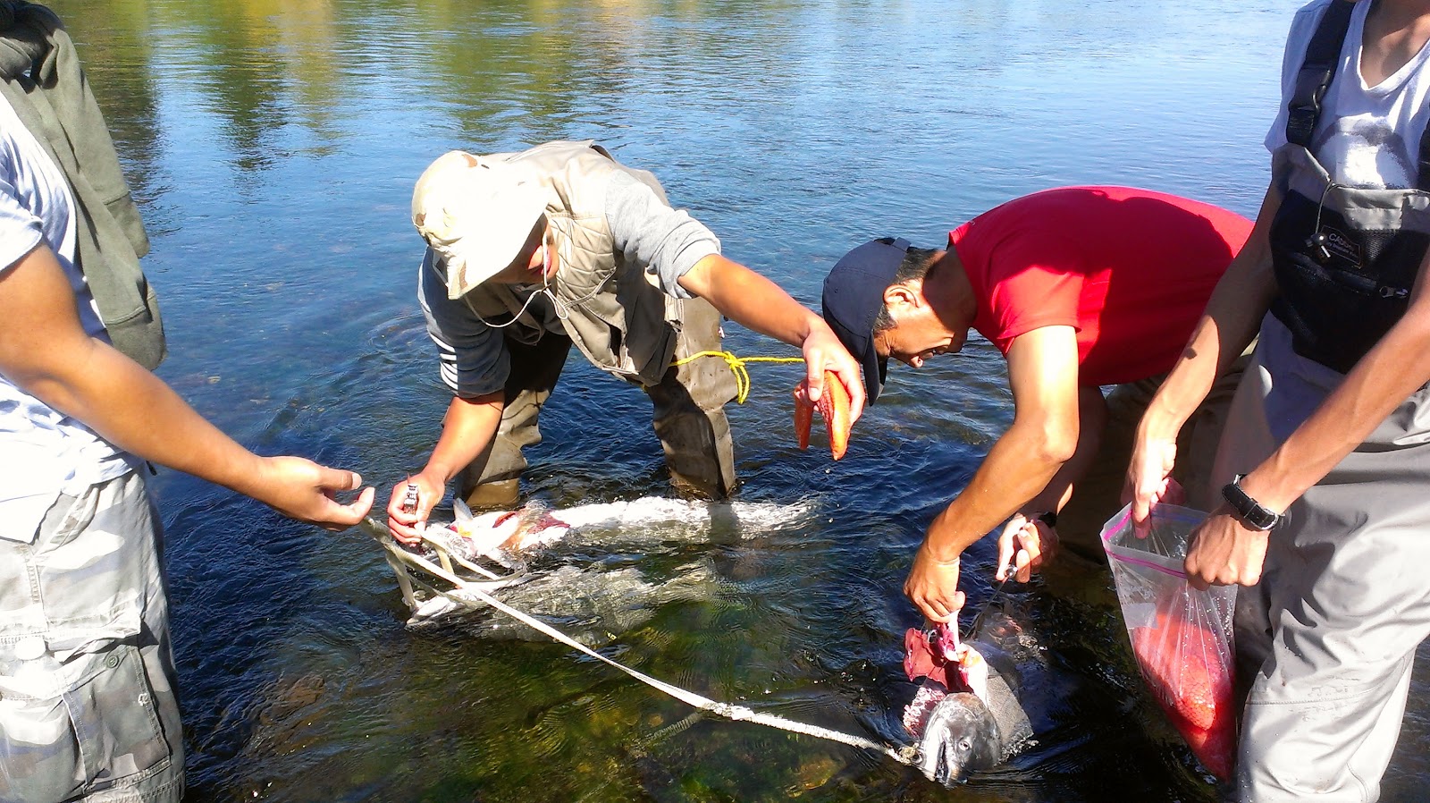 Salmon Fishing (Cleaning and Egg Harvesting)Part 3 Googlenomics