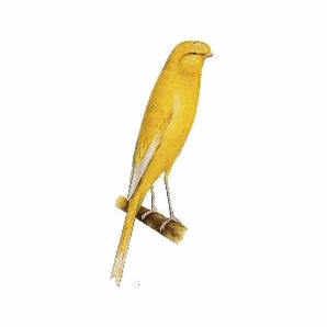 Burung Kenari Lancashire Burung Kenari Lancashire