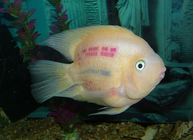 Parrot Fish Care Guide - FISHYCARE.COM