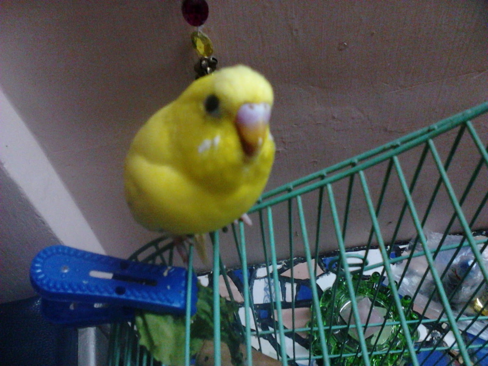 Garden Care Simplified What foods Budgie Love Birds love Healthy Bird