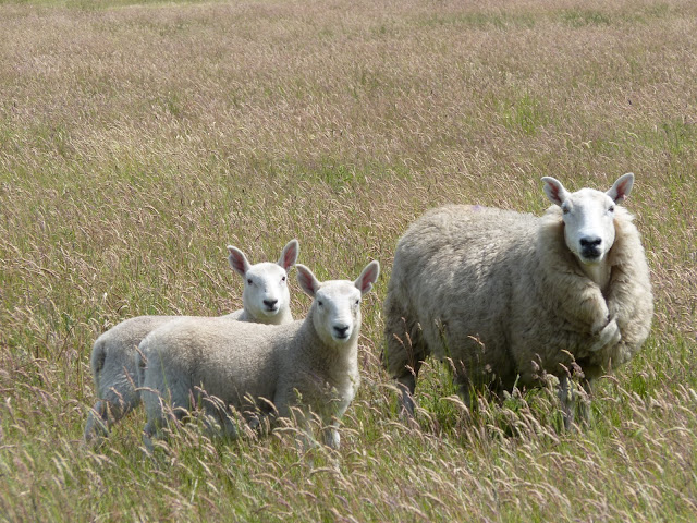 A Raft of Apples: ABC Wednesday - Ruminants