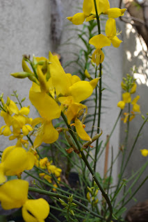 Retama. Retama sphaerocarpa. Flores amarillas muy perfumadas, rústica y con propiedades medicinales.
