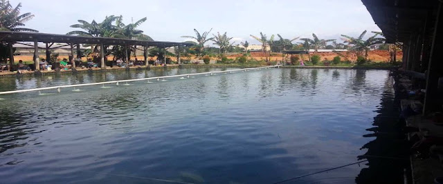 Apa Keunggulan Bisnis Kolam Pemancingan Ikan? Apa Keunggulan Bisnis Kolam Pemancingan Ikan?
