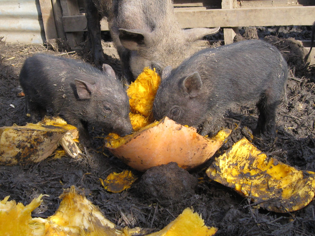 Little Pet Pigs The Truth about Miniature / Micro Pigs