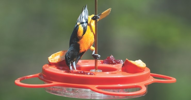 wild birds unlimited best place to hang oriole feeder wild birds unlimited best place to hang oriole feeder
