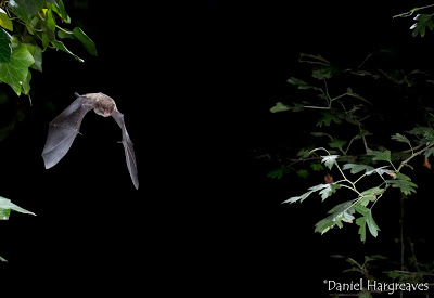 Bat Conservation Trust Bats Are A Vital Part Of Our Native Wildlife There 10 Species In Scotland And They Occupy Wide Range Habitats Such As Wetlands Woodlands