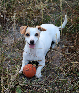 Thelma grinning and waiting for me to throw her ball Thelma grinning and waiting for me to throw her ball