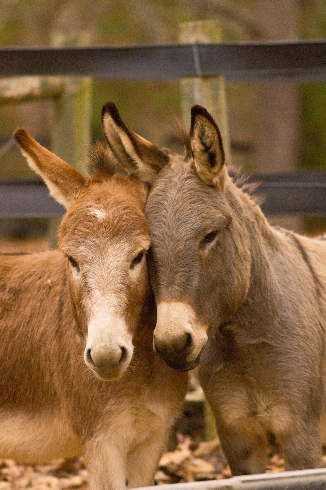 cameraobscura happy world donkey day!