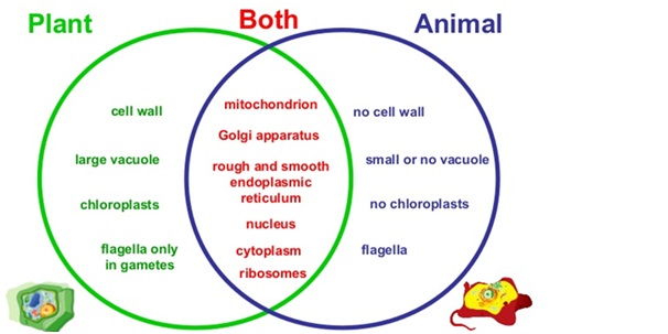 Animal Cell - पादप व जंतु कोशिका का वर्गीकरण Classification of plant and animal cells