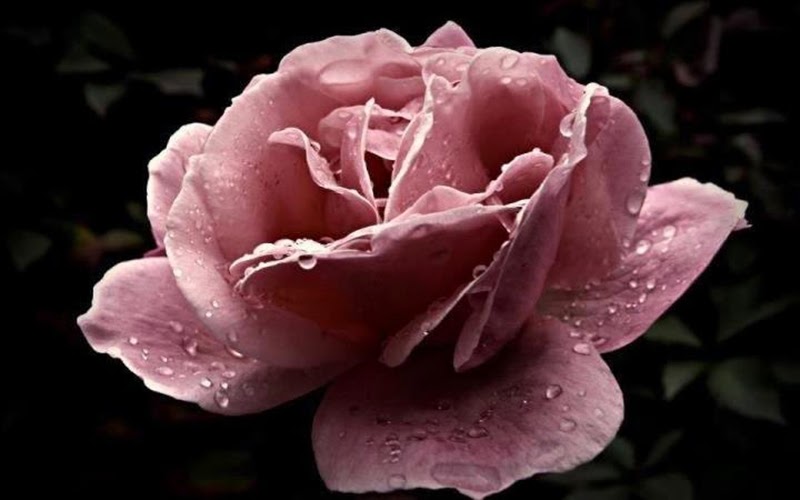 Stylish Chocolate Rose Flowers Images Wallpapers Gift for Lovers Stylish Chocolate Rose Flowers Images Wallpapers Gift for Lovers