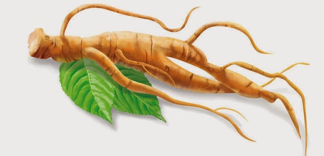 Ginseng Ginseng