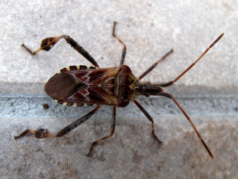 western conifer seed bug western conifer seed bug