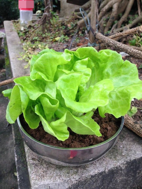 Mẹo đơn giản nhận biết rau tắm thuốc kích phọt bà nội trợ nào cũng nên biết - Ảnh 3 Meo don gian nhan biet rau tam thuoc kich phot ba noi tro nao cung nen biet - Anh 3