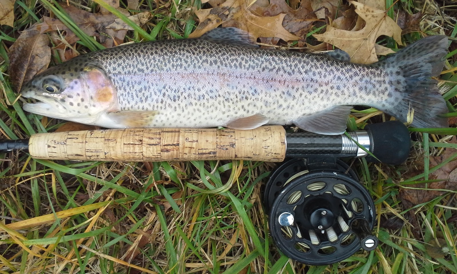 The Show Me Fly Guy Kansas City Urban Trout Fishing Report