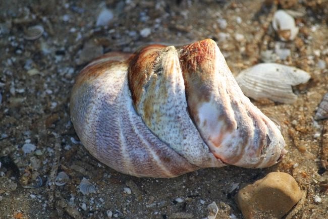 Crépidule Recette : La Crépidule Ou Berlingot De Mer!