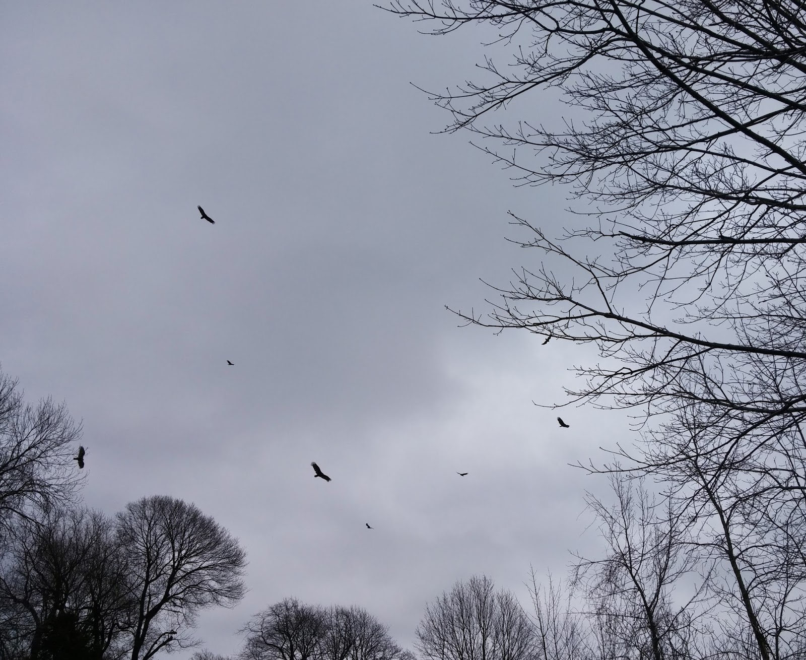 Exploriment A Kettle of Vultures