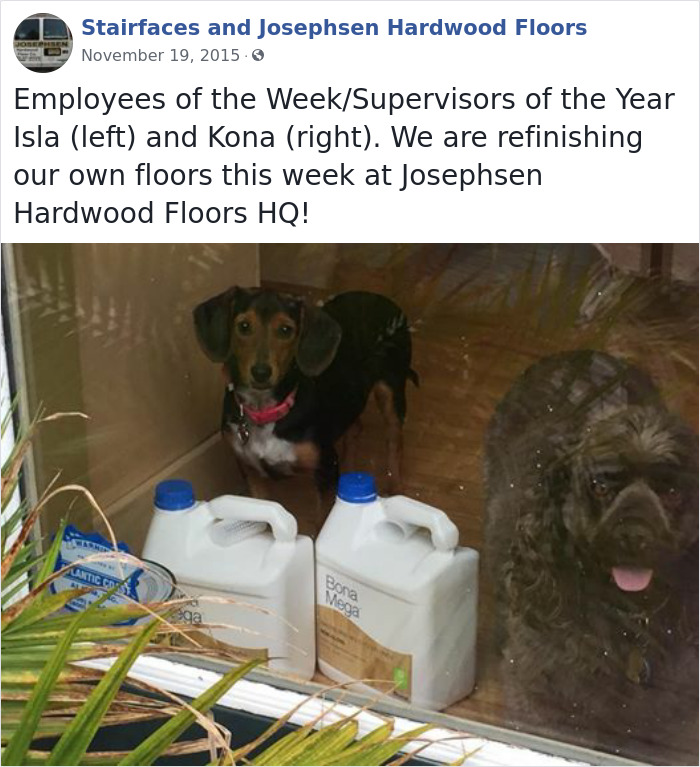 30 Hilarious Dogs That Were The ‘Employees Of The Week’