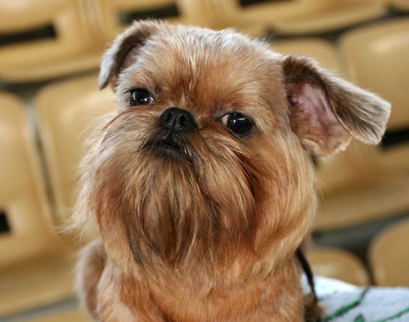 Brussels Griffon Everything Best Dogs
