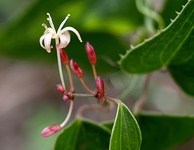 Flores diminutas blancas de zarzaparrilla (Smilax aspera)