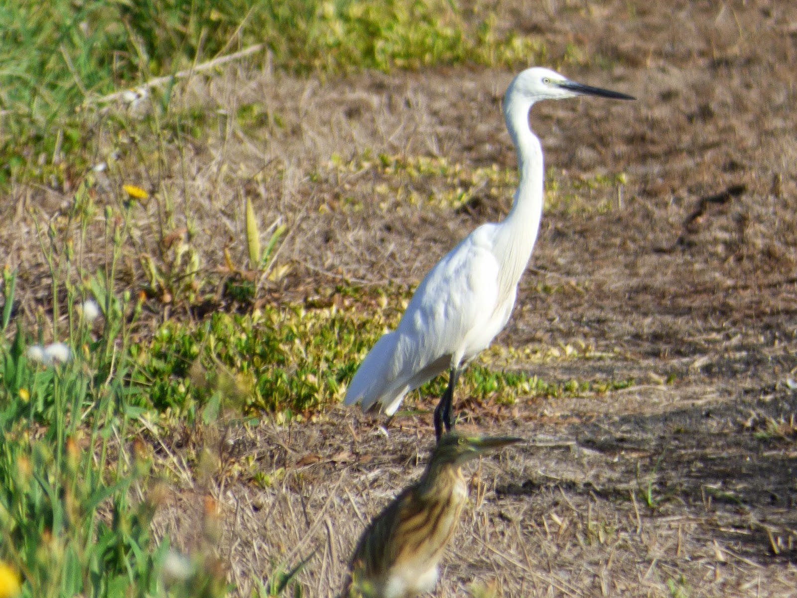 Egretta2