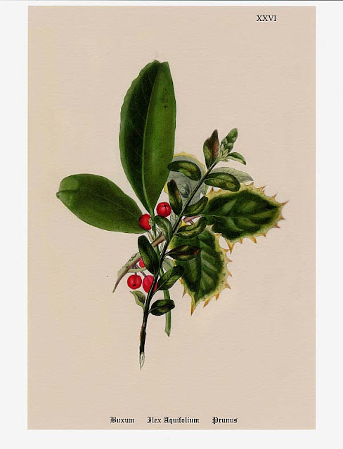 Dreaming of Vintage: Vintage Christmas Botanicals