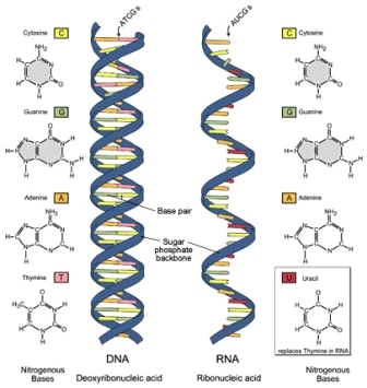 Differences between DNA and RNA (DNA vs RNA)